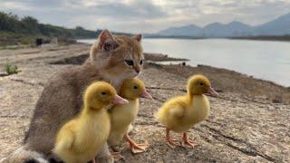 The kitten takes three ducklings on an outdoor trip!  happy duck