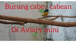 KANDANG AVIARY MINI PLECI DAN BURUNG CABE - CABEAN