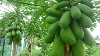 Papaya tree planting instructions || how to plant a papaya tree Home/Garden