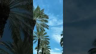 Beautiful Miami Palm trees #beats #music #instrumental #typebeat #viral