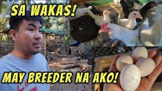 Meron na akong breeders para makapagbalabas ng super layer na manok!