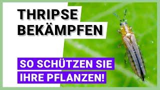 Thripse bekämpfen und Pflanzen schützen