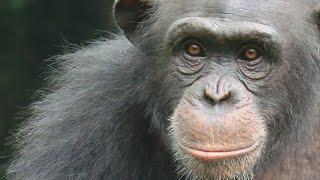 Podcast: Should I get a chimpanzee as a pet?