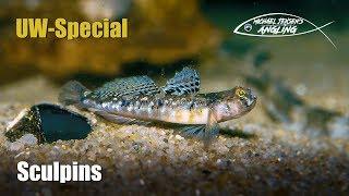 Sculpins or gobies - underwater