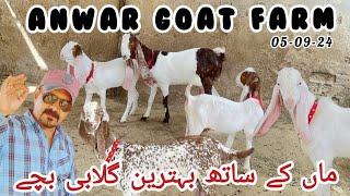 Anwar Goat Farm, lajawab collection 5 September 2024