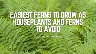 Easiest Ferns to Grow as Houseplants and Ferns to Avoid