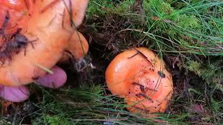 Lachs Reizker im Tannenwald