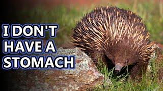 Echidna facts: sort of like hedgehogs but not really | Animal Fact Files