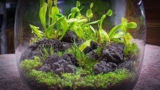 The Venus Fly Trap Terrarium