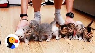 Adorable Kittens Won't Sit Still For This Picture | The Dodo