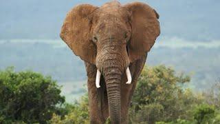 Massive African Elephant  Displays Unbelievable Intelligence #elephant #animalrescue