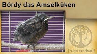 Amsel Küken / Jungen Vogel aufziehen / aufpäppeln