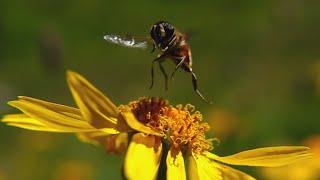 Highspeed mit 1000Fps: Bienen, Hummeln und Schwebfliegen in Makro und Super Slow Motion