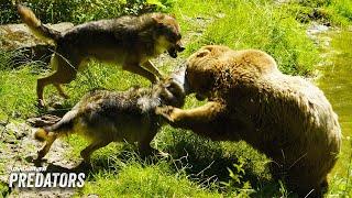 Wolf vs Bear: When Apex Predators Collide | Love Nature