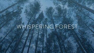 Whispering Forest | Relaxing Woodland Ambient Soundscape | 963Hz