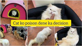 Cat Paralyzed hoi to Owners ne poison dene ka decision Le Liya || Sasha ko 1 kenal ka ghr psnd a gya