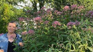  Native Plants Blooming Now ~ Y Garden 