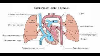 Як розпізнати пороки серця і що з ними робити