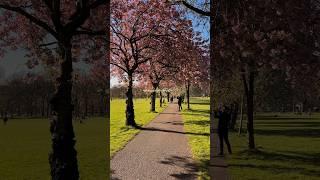 spring in edinburgh ️  #spring #edinburgh #aesthetic #summer #girl #scotland #university #uni