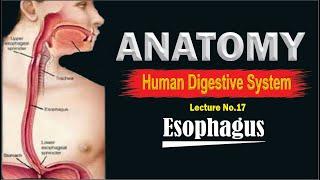 Esophagus Anatomy | The Esophagus | Esophagus, Function and Structure | Top lesson4u