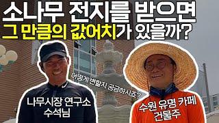 전지 이유, 향후 관리 방향. 모두 가르쳐드리고 왔습니다! (수원 카페 소나무 전지 2)