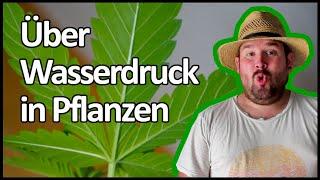 Woche 3 meines Bubatz-Versuchs mit Biobizz Lightmix | Bubatz mit Flol