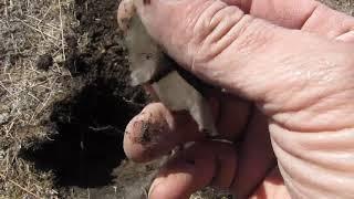 Копаем С TS 180 Первая монета ( Тест на грунте )  Digging With TS 180 First Coin (Test on Ground)