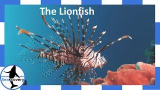 Lionfish, One of the most aggressively invasive species on the planet! (Pterois volitans)