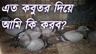 জালালি কবুতর পালন | Jalali kobutor palon | Rock/Dove pigeon nursing