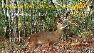 Florida Trail Camera Adventures, November Edition 2023