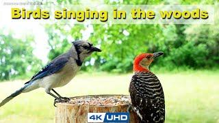 ASMR 4 HOURS of Birds Singing, No loop, 4K Bird Video, Digital Stress Relief Therapy, Cat TV, AW 047