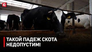 Следили СПУСТЯ РУКАВА! Кто виноват в падеже скота? | Рейд прокуратуры