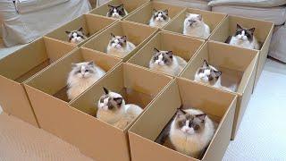 Boxful of Ragdolls