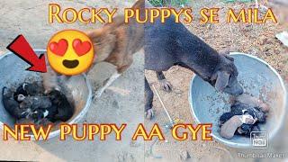 new puppy aa gye Rocky puppys se mila #trending #delyvlogs #viralvideo  #rocky #@NIkkuVlogz