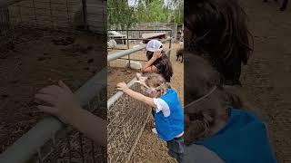 Petting zoo. Girls squads are visiting Farm. #farmanimals #girls #cutebunnies #farm