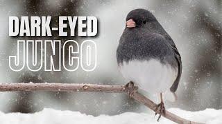 The Dark-eyed Junco | A Hardy Winter Bird