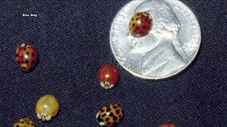 Asian lady beetle sightings in Lynchburg