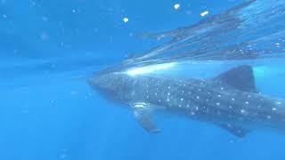 Swimming with Whalesharks in Isla Holbox, Mexico | Where the Wild Ones Roam