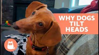 Why Does My DOG TILT Their HEAD When I Talk to Them?  (5 Reasons)