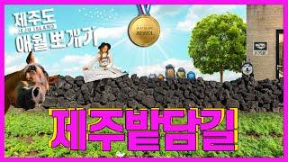 제주도 애월 올레길 아닌 밭담길 산책로 BEST 2ㅣ트레킹 혹은 걷기 좋아하는 사람만 클릭 (feat. 카페 콩쥐살쥐, 브런치카페 조식)