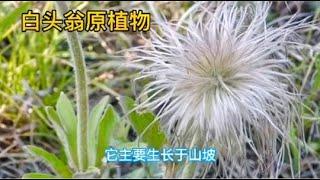 中医中药知识普及- 白头翁，是治疗热毒痢疾的良药，著名的白头翁汤专治阿米巴痢疾！