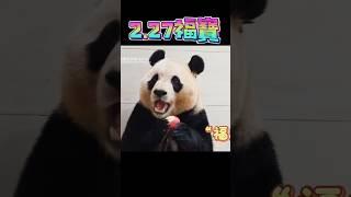 2.27福寶影片更新#panda #푸바오 #fubao #福寶#福宝#大熊貓#熊貓#貓熊#판다 #神樹坪