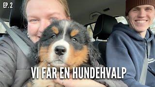 Vi får en hundehvalp | Livet på gården Ep. 2