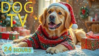 DOG TV CHRISTMAS: Best Video & Gentle Music for a Cozy, Peaceful Christmas for Dogs - Music for Dogs