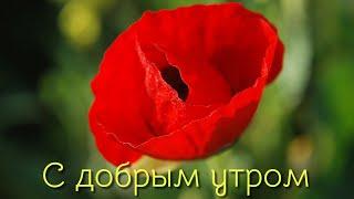 С ДОБРЫМ УТРОМ #доброеутро #музыкальныеоткрытки