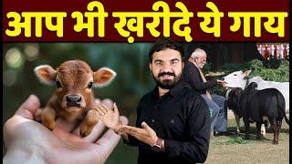 छोटी गाय कैसे ख़रीदें | How to buy Punganur cow | miniature cow | dwarf cow | punganur cow sale |Cow