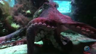 Reuzenkraak  (Octopus ) " Babs "  in  Ouwehands Dierenpark