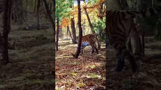 Massive siberian tigress #siberiantiger #wildlife #wildtiger #animals #endangeredspecies #siberia