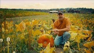 How to Grow a Pumpkin Patch : Pumpkin Gardening