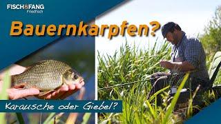 Mit Pose und Wurm: Auf der Suche nach dem Bauernkarpfen mit Thomas Kalweit und Markus Heine!